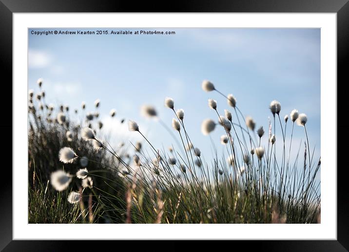 Fluffy cotton grass on the moors Framed Mounted Print by Andrew Kearton