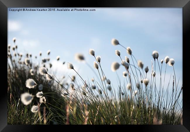 Fluffy cotton grass on the moors Framed Print by Andrew Kearton