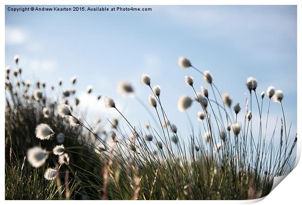 Fluffy cotton grass on the moors Print by Andrew Kearton