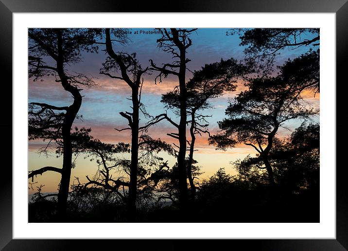  Scots pine silhouettes at sunset Framed Mounted Print by Andrew Kearton