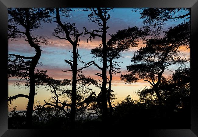  Scots pine silhouettes at sunset Framed Print by Andrew Kearton