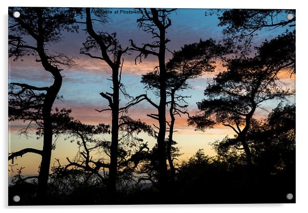  Scots pine silhouettes at sunset Acrylic by Andrew Kearton