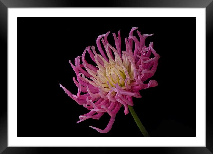  Pink cactus dahlia Framed Mounted Print by Eddie John