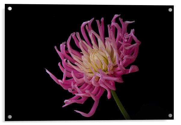  Pink cactus dahlia Acrylic by Eddie John