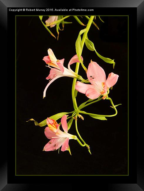  Alstroemeria Framed Print by Robert Murray
