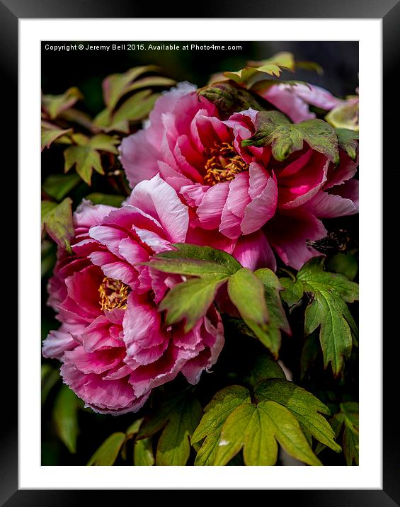 Two Pink Roses Framed Mounted Print by Jeremy Bell