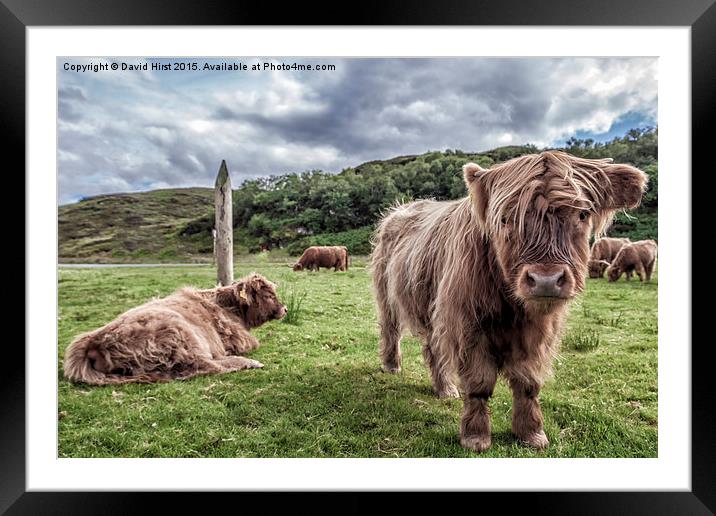 Highland Cows Framed Mounted Print by David Hirst