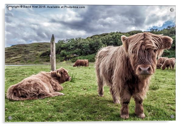  Highland Cows Acrylic by David Hirst