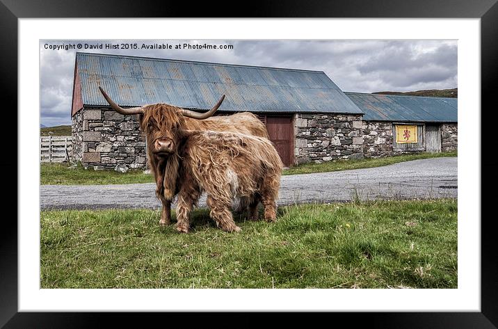  Highland cows Framed Mounted Print by David Hirst