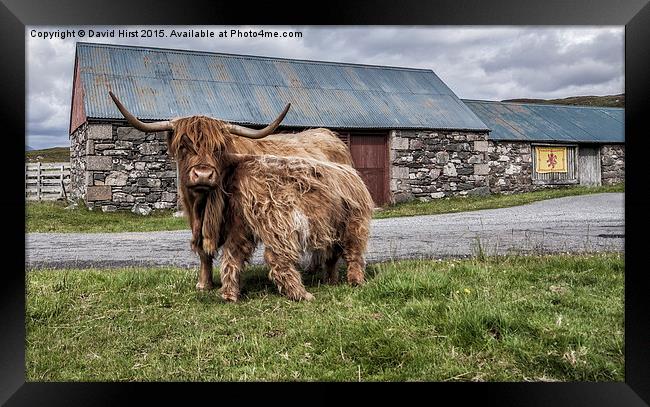  Highland cows Framed Print by David Hirst