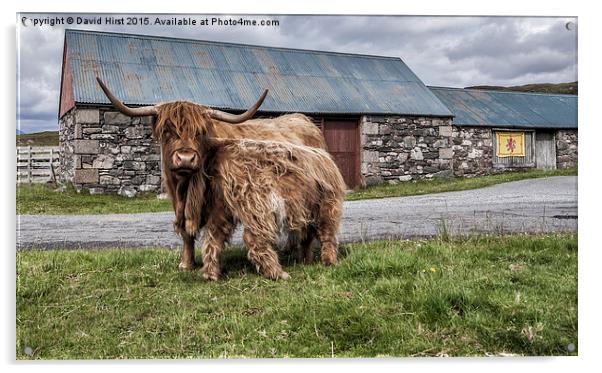  Highland cows Acrylic by David Hirst