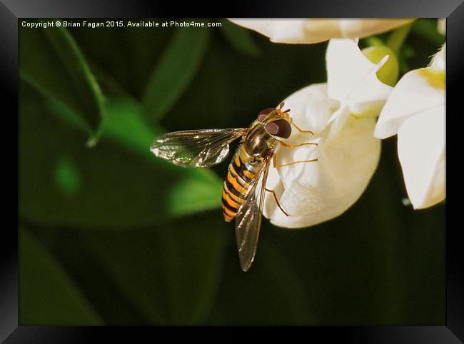  Hoverfly Framed Print by Brian Fagan
