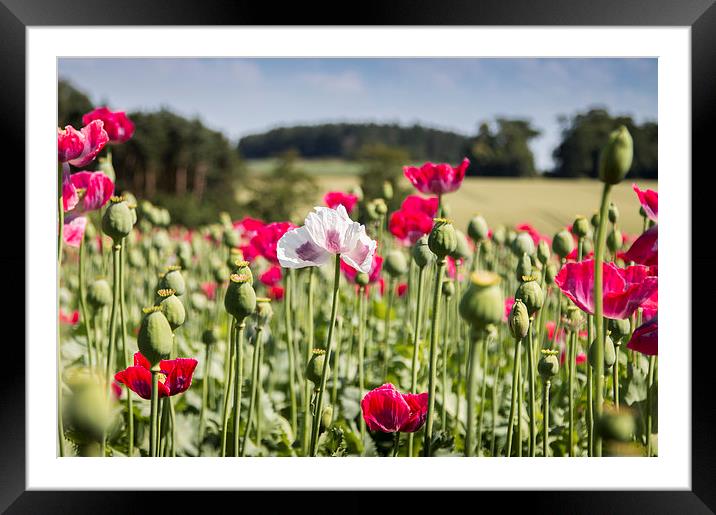  White poppy among the reds Framed Mounted Print by paul lewis