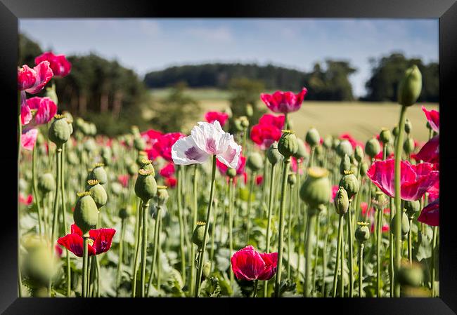  White poppy among the reds Framed Print by paul lewis