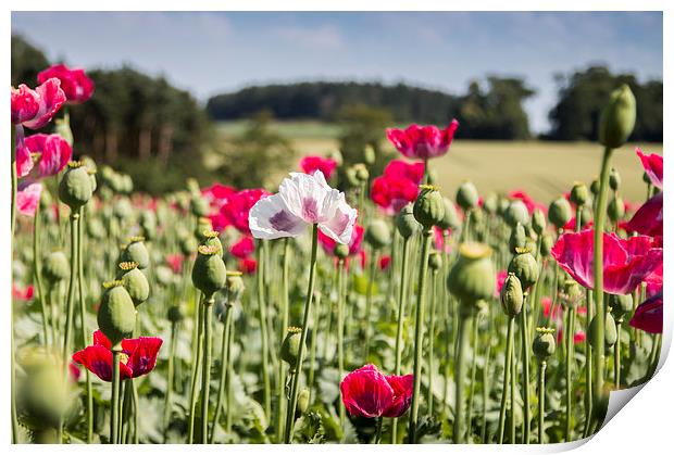  White poppy among the reds Print by paul lewis