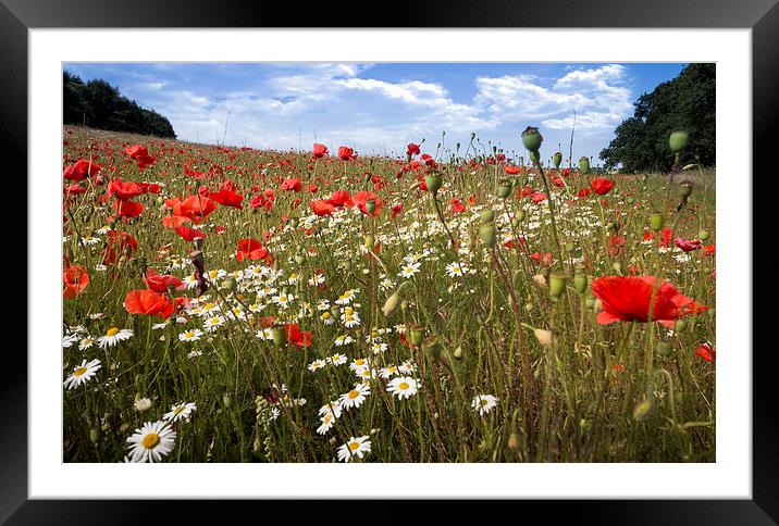  Poppy Field in Shropshire Framed Mounted Print by paul lewis