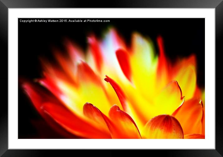  Dahlia Flames Framed Mounted Print by Ashley Watson