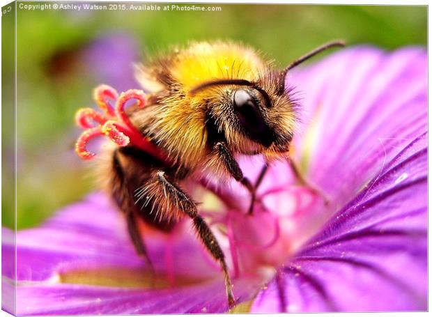  Bee on Pink Canvas Print by Ashley Watson