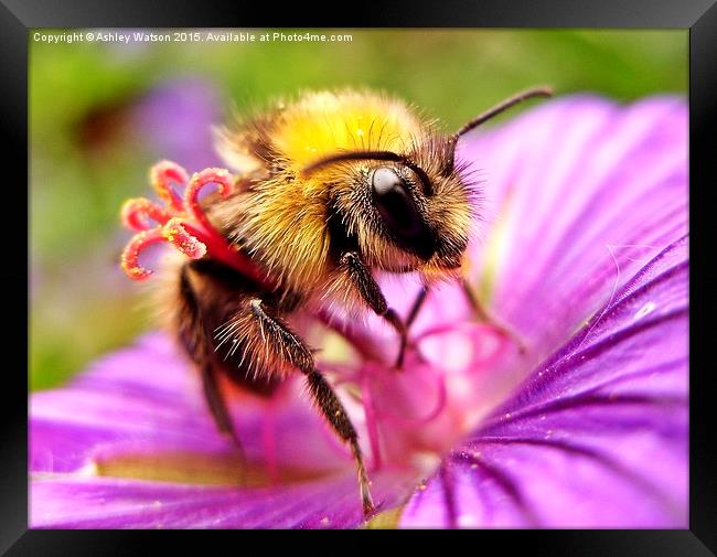  Bee on Pink Framed Print by Ashley Watson