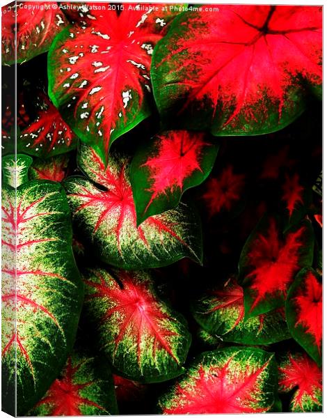  Tropical Leaf Explosion Canvas Print by Ashley Watson