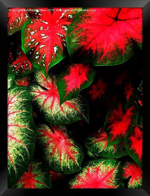  Tropical Leaf Explosion Framed Print by Ashley Watson