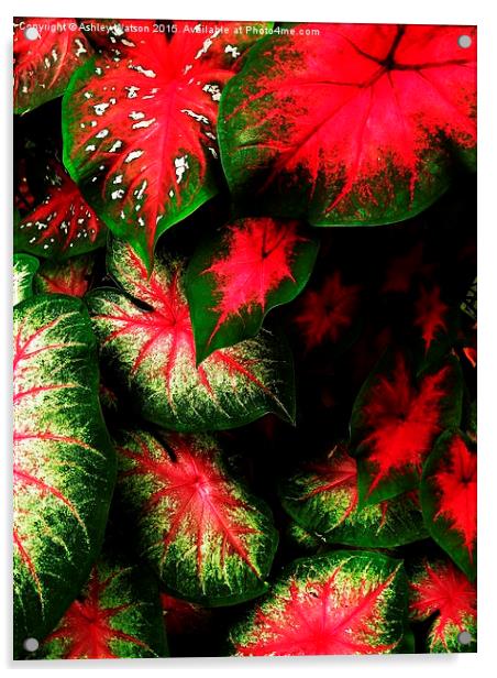  Tropical Leaf Explosion Acrylic by Ashley Watson