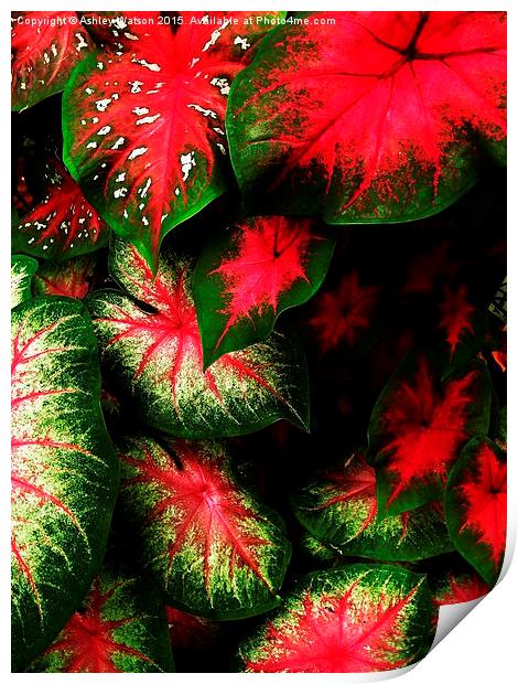  Tropical Leaf Explosion Print by Ashley Watson