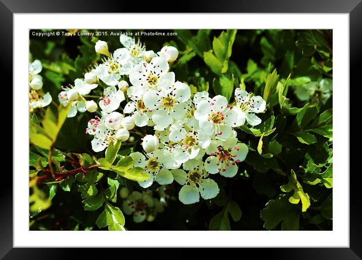  hawthorn blossom Framed Mounted Print by Tanya Lowery