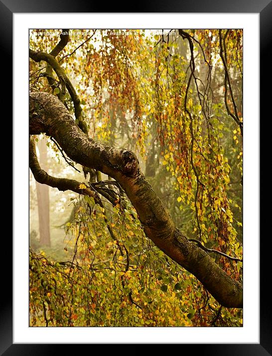  Misty Autumn Birch Framed Mounted Print by Ashley Watson