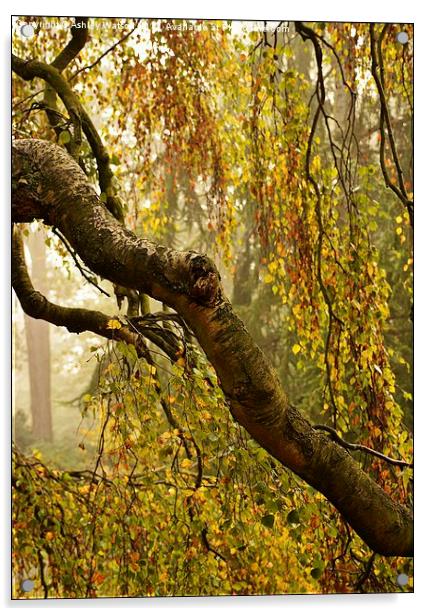  Misty Autumn Birch Acrylic by Ashley Watson