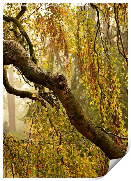  Misty Autumn Birch Print by Ashley Watson