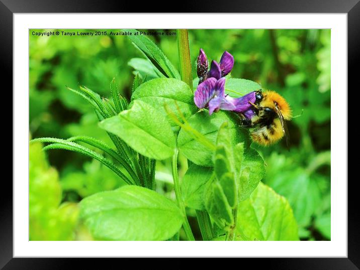Little bee Framed Mounted Print by Tanya Lowery