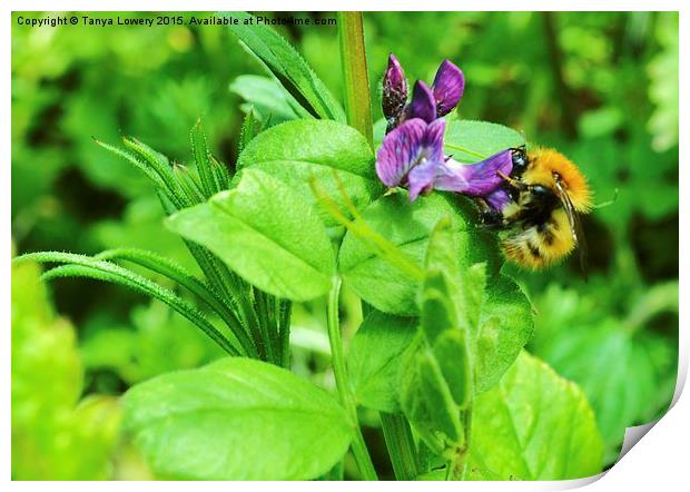 Little bee Print by Tanya Lowery