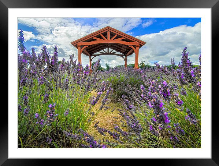 Walking through the Lavender Framed Mounted Print by Colin Evans