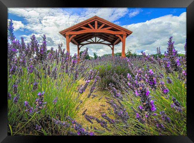  Walking through the Lavender Framed Print by Colin Evans