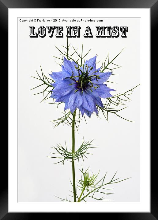 Love in a  mist, "Miss Jekyll" Framed Mounted Print by Frank Irwin