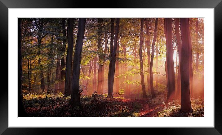  Morning Woodland Light Framed Mounted Print by Ceri Jones