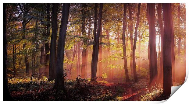  Morning Woodland Light Print by Ceri Jones