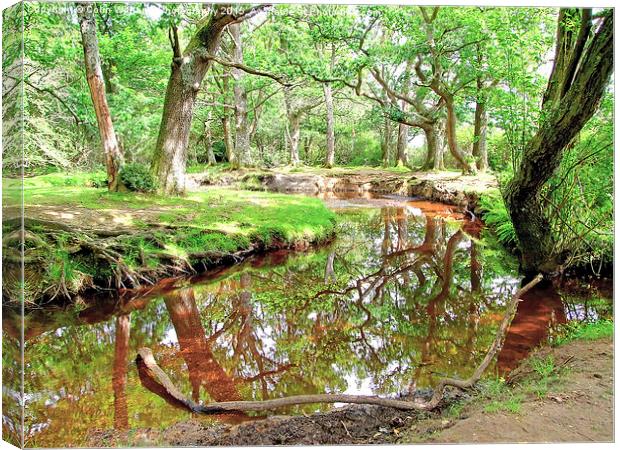  New Forest Stream Canvas Print by Colin Williams Photography