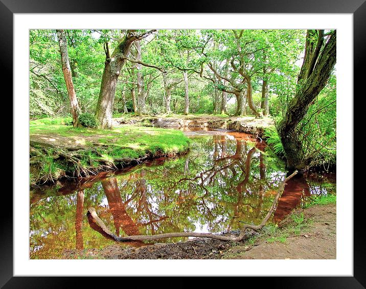  New Forest Stream Framed Mounted Print by Colin Williams Photography