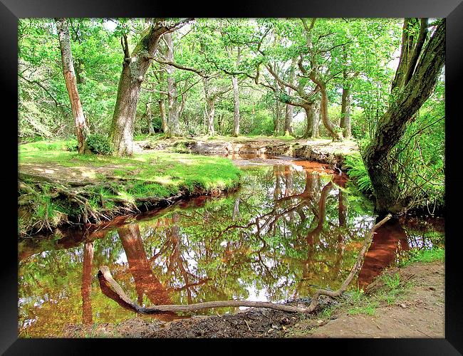  New Forest Stream Framed Print by Colin Williams Photography