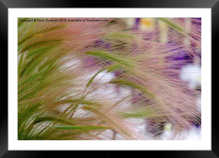 Ornamental Grasses Squirrel Tail Grass Framed Mounted Print by Pearl Bucknall
