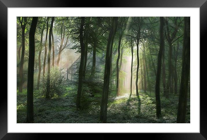  Summer Woodland Light Framed Mounted Print by Ceri Jones