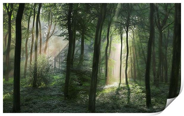 Summer Woodland Light Print by Ceri Jones