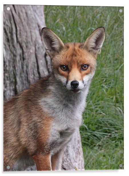  Red Fox UK Acrylic by Robert Stocker