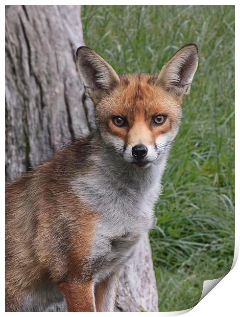  Red Fox UK Print by Robert Stocker