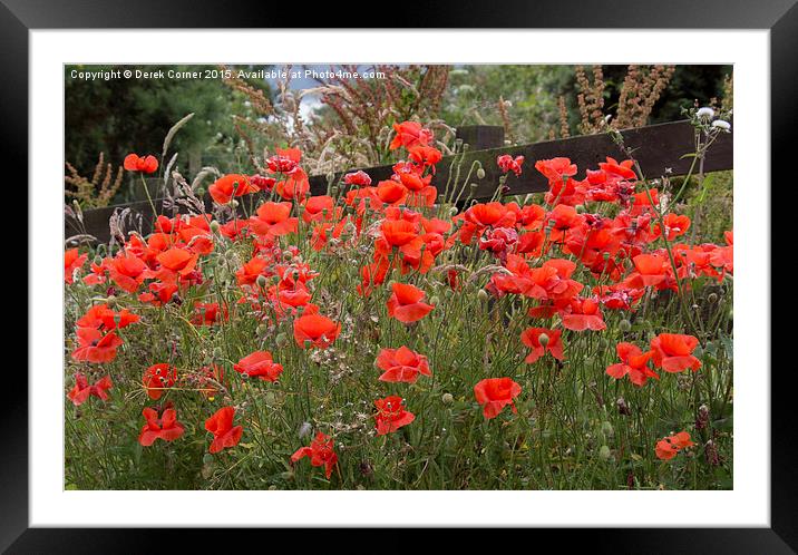 A host of . . . poppies  Framed Mounted Print by Derek Corner