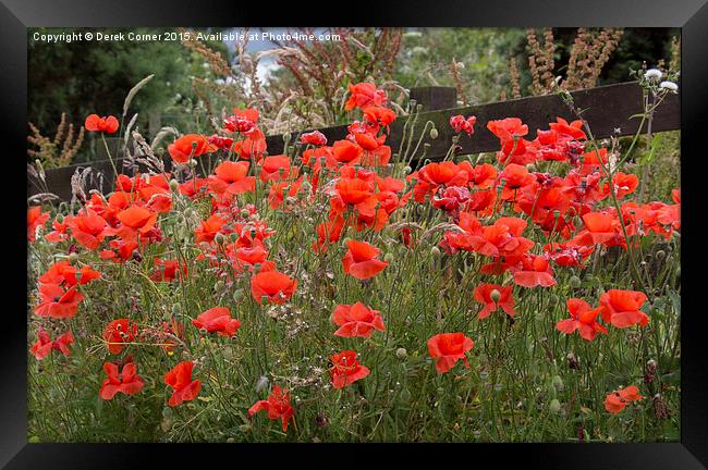 A host of . . . poppies  Framed Print by Derek Corner