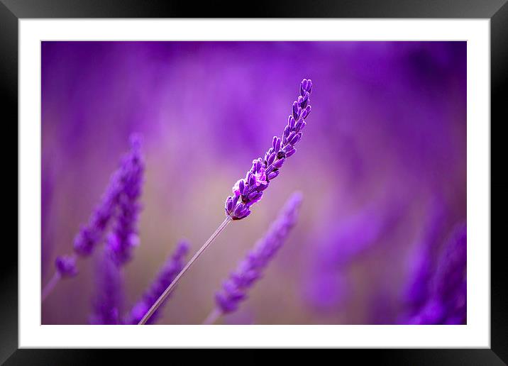 Purple lavenders! Framed Mounted Print by Inguna Plume