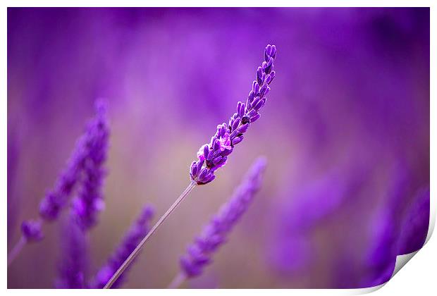 Purple lavenders! Print by Inguna Plume